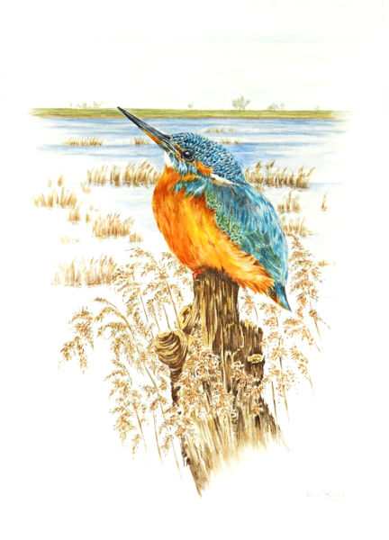 Kingfisher on stump